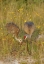 Picture of FL, PARENT FEEDS SANDHILL CRANE CHICK A MAYFLY