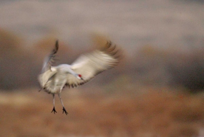 Picture of NEW MEXICO ABSTRACT OF SANDHILL CRANE LANDING