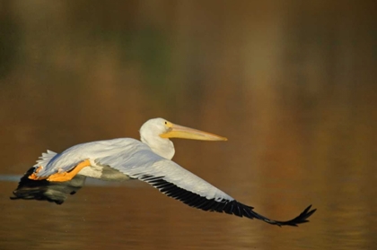 Picture of CA, SANTEE LAKES PARK WHITE PELICAN IN FLIGHT