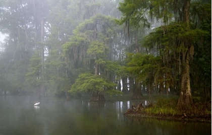 Picture of LOUISIANA, LAKE MARTIN GREAT EGRET REFLECTION