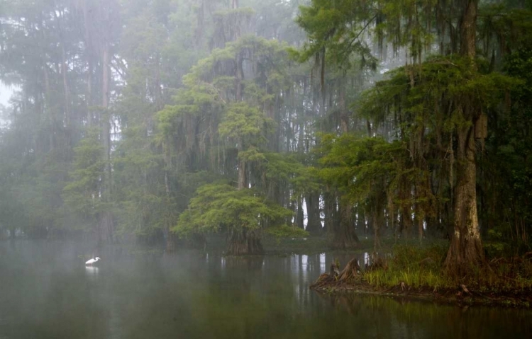 Picture of LOUISIANA, LAKE MARTIN GREAT EGRET REFLECTION