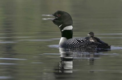 Picture of CANADA, BC, KAMLOOPS COMMON LOON WITH CHICK