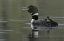 Picture of CANADA, BC, KAMLOOPS COMMON LOON WITH CHICK