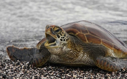 Picture of ECUADOR, GALAPAGOS, YOUNG PACIFIC GREEN TURTLE