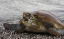 Picture of ECUADOR, GALAPAGOS, YOUNG PACIFIC GREEN TURTLE