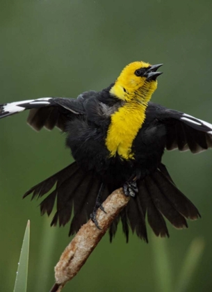 Picture of MT, GREAT FALLS YELLOW-HEADED BLACKBIRD SINGS