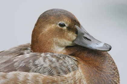 Picture of GREAT BRITAIN, LONDON CLOSE-UP OF POCHARD DUCK