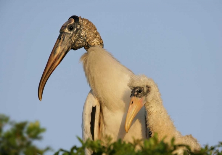 Picture of FLORIDA, LAKELAND WOOD STORK CHICK WITH PARENT