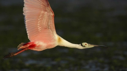 Picture of FLORIDA, TAMPA BAY ROSEATE SPOONBILL IN FLIGHT