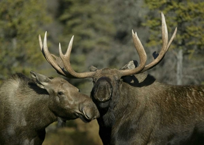 Picture of ALASKA, ANCHORAGE MALE AND FEMALE MOOSE NUZZLE