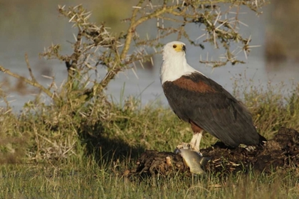 Picture of KENYA, LAKE NAIVASHA AFRICAN FISH EAGLE EATING