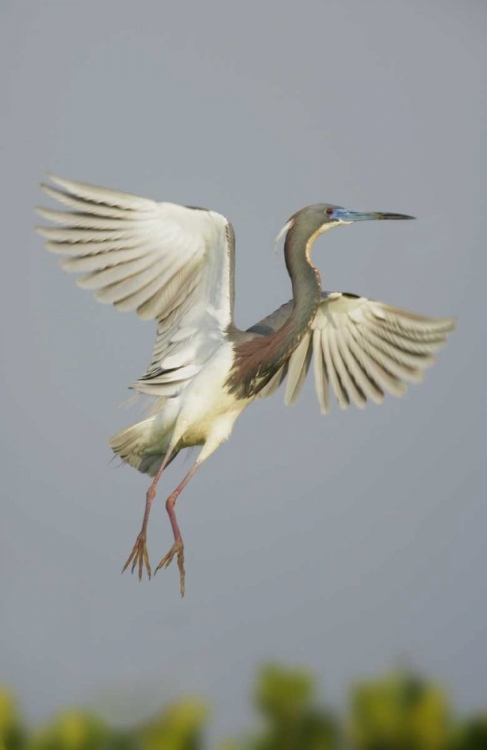Picture of FLORIDA, TAMPA BAY TRICOLORED HERON TAKING OFF