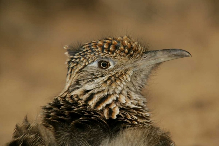 Picture of NEW MEXICO, BOSQUE DEL APACHE GREAT ROADRUNNER