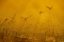 Picture of NEW MEXICO FLOCK OF SNOW GEESE BACKLIT AT DUSK