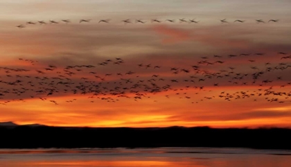 Picture of NEW MEXICO SNOW GEESE FLY IN A BLUR AT SUNRISE