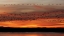 Picture of NEW MEXICO SNOW GEESE FLY IN A BLUR AT SUNRISE