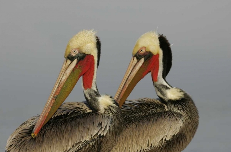 Picture of CA, LA JOLLA BROWN PELICANS PREENING IN RHYTHM