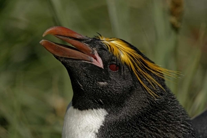 Picture of SOUTH GEORGIA ISL, COOPER BAY MACARONI PENGUIN