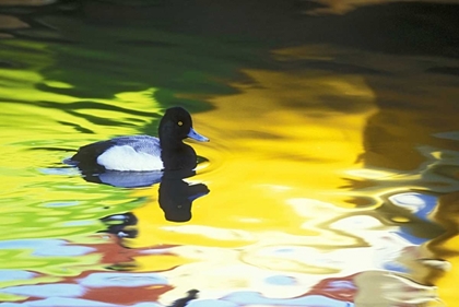 Picture of CA, CORONADO LESSER SCAUP IN WATER REFLECTIONS