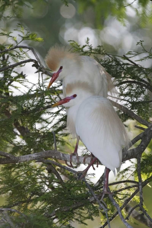 Picture of FL CATTLE EGRETS IN BREEDING PLUMAGE ON BRANCH