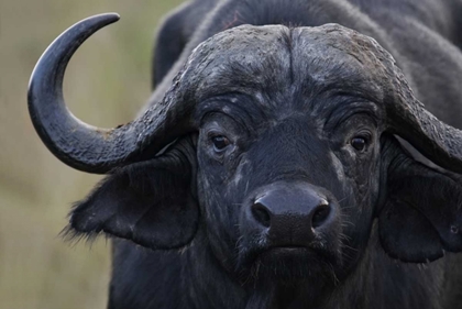 Picture of KENYA, MASAI MARA, KEEKOROK LODGE CAPE BUFFALO