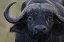 Picture of KENYA, MASAI MARA, KEEKOROK LODGE CAPE BUFFALO