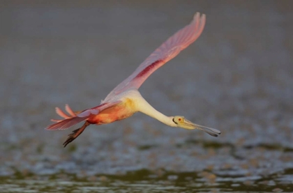 Picture of FL, TAMPA BAY, ALAFAYA BANKS ROSEATE SPOONBILL