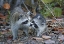 Picture of FL, SANIBEL, DING DARLING NWR RACCOONS KISSING