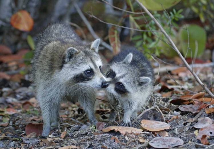 Picture of FL, SANIBEL, DING DARLING NWR RACCOONS KISSING