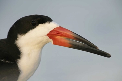 Picture of FL, FORT DESOTO PARK, MULLET KEY BLACK SKIMMER