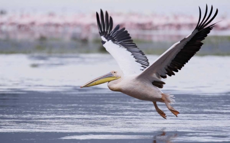 Picture of KENYA, NAKURU NP GREAT WHITE PELICAN TAKES OFF