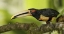 Picture of ECUADOR, LOS BANCOS PALE-MANDIBLE ARICARI BIRD