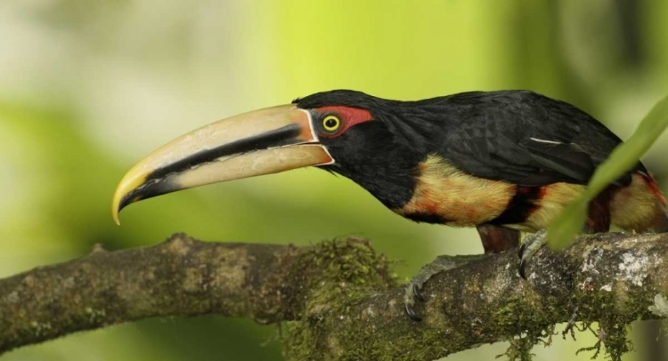 Picture of ECUADOR, LOS BANCOS PALE-MANDIBLE ARICARI BIRD