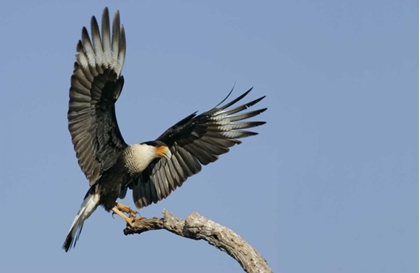 Picture of TX, LINN, COZAD RANCH CRESTED CARACARA LANDING
