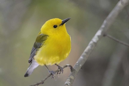 Picture of SC, HARLEYVILLE PROTHONOTARY WARBLER ON BRANCH