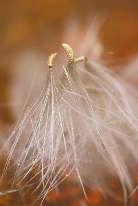 Picture of PENNSYLVANIA CLOSE-UP OF DANDELION SEEDHEADS