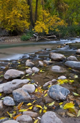 Picture of UTAH, ZION NP THE NARROWS WITH FALLEN LEAVES