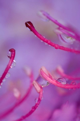 Picture of NORTH CAROLINA CATAWBA RHODODENDRON WITH DEW