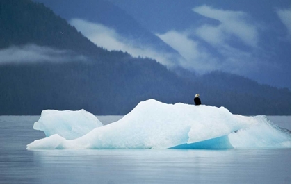 Picture of AK, INSIDE PASSAGE BALD EAGLE PERCHED ON ICE