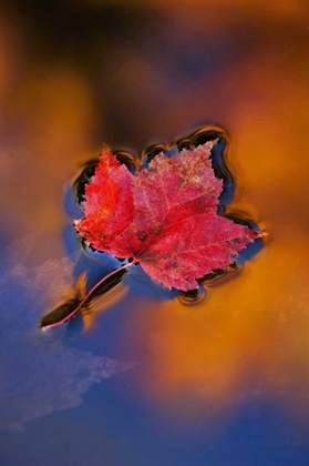 Picture of NH, WHITE MTS, MAPLE LEAF IN FALL REFLECTIONS