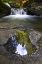 Picture of OR, SWEET CREEK TREES AND CLOUDS IN A PUDDLE