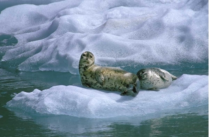 Picture of AK, INSIDE PASSAGE SEAL AND PUP ON ICE FLOAT