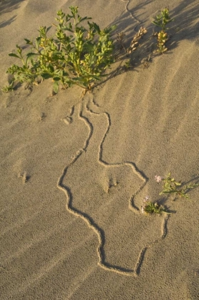 Picture of OR, BEETLE TRACKS AND FLOWERS GROWING IN SAND