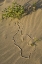 Picture of OR, BEETLE TRACKS AND FLOWERS GROWING IN SAND