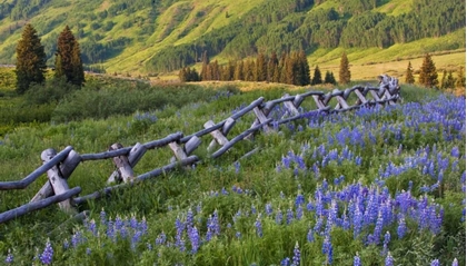 Picture of CO, CRESTED BUTTE FENCE IN A MOUNTAIN VALLEY