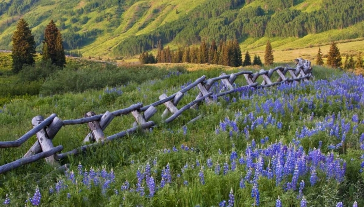 Picture of CO, CRESTED BUTTE FENCE IN A MOUNTAIN VALLEY