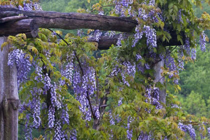 Picture of PA, PURPLE WISTERIA FLOWERS ON WOODEN TRELLIS