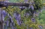 Picture of PA, PURPLE WISTERIA FLOWERS ON WOODEN TRELLIS