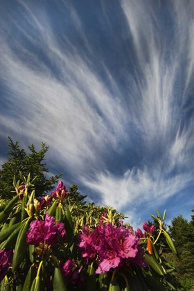 Picture of NORTH CAROLINA CATAWBA RHODODENDRONS AND SKY