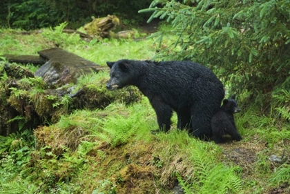 Picture of AK, INSIDE PASSAGE BLACK BEAR MOTHER AND CUB